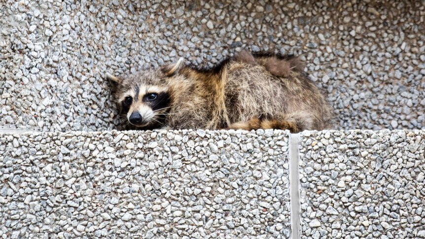 A raccoon sits on a ledge of a building in Minnesota.