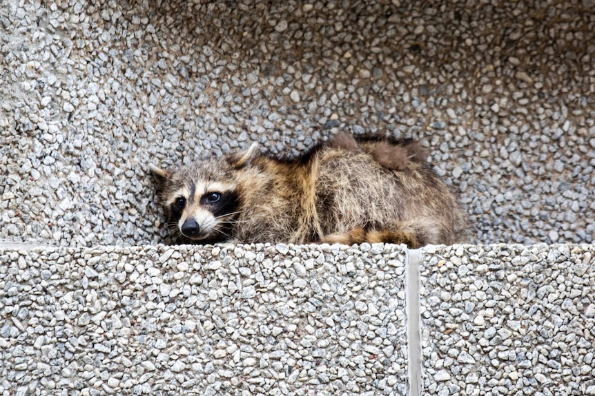 A raccoon sits on a ledge of a building in Minnesota.