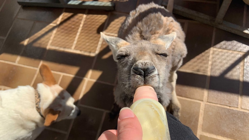 A hand holds a small glass bottle with a rubber teat, feeding a small joey with its eyes closed.