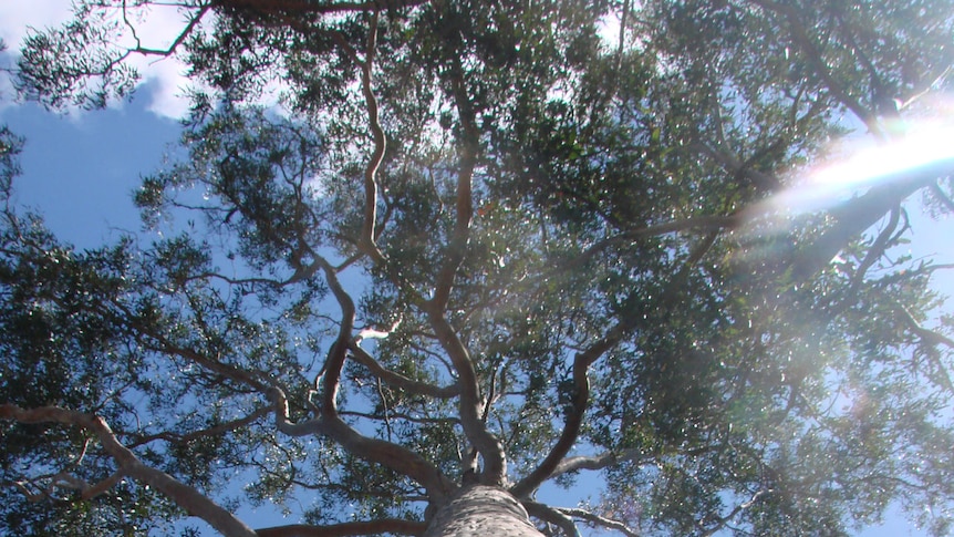 A spotted gum on a property at Gundiah north of Gympie