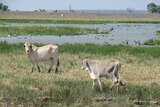 The dam has transformed coastal plains into productive grazing country