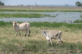 Cattle grazing on Legune