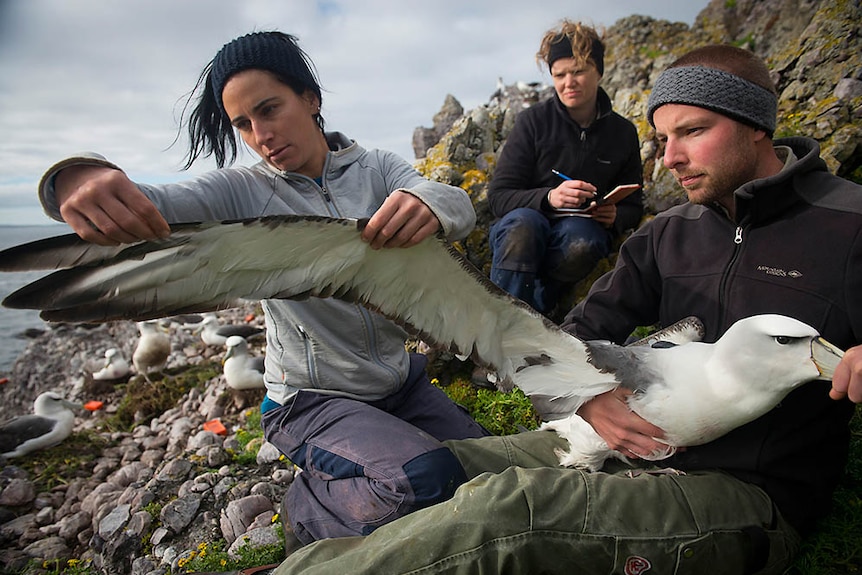 scientists, Albatross Island