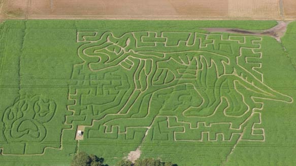 A Tasmanian tiger maze in a sorghum field in northern Tasmania.