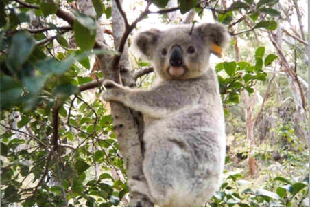 A furry grey koala sits up a tree.