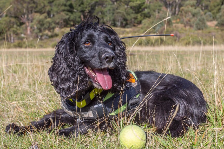 Sally the dog looking pleased with herself, sitting on the grass with a tennis ball.