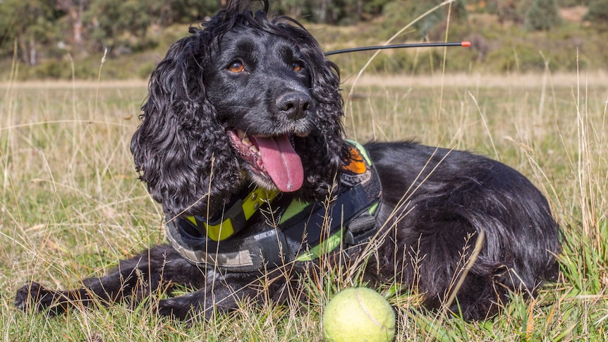 Sally the dog looking pleased with herself, sitting on the grass with a tennis ball.