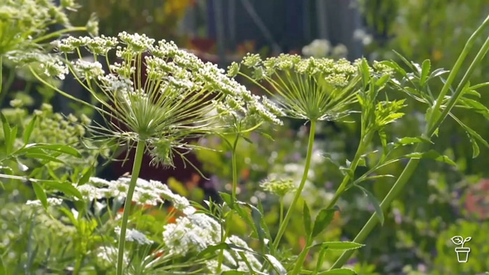 Parsley with seed heads growing in a garden