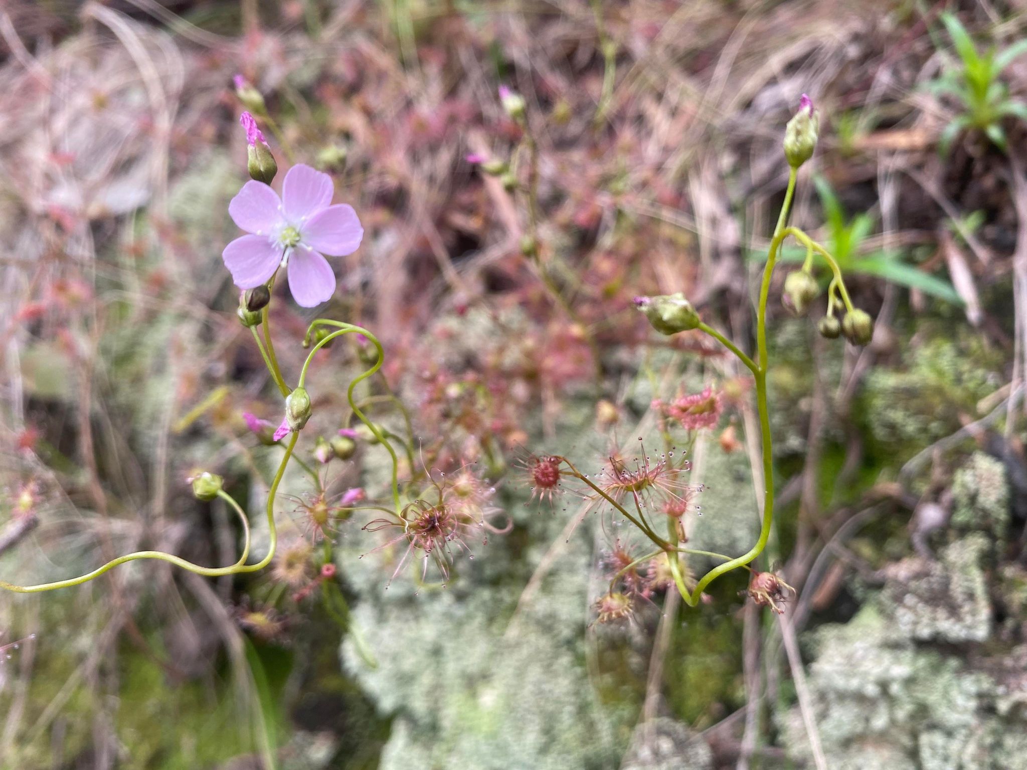 Carnivorous plant in flower in the bush 