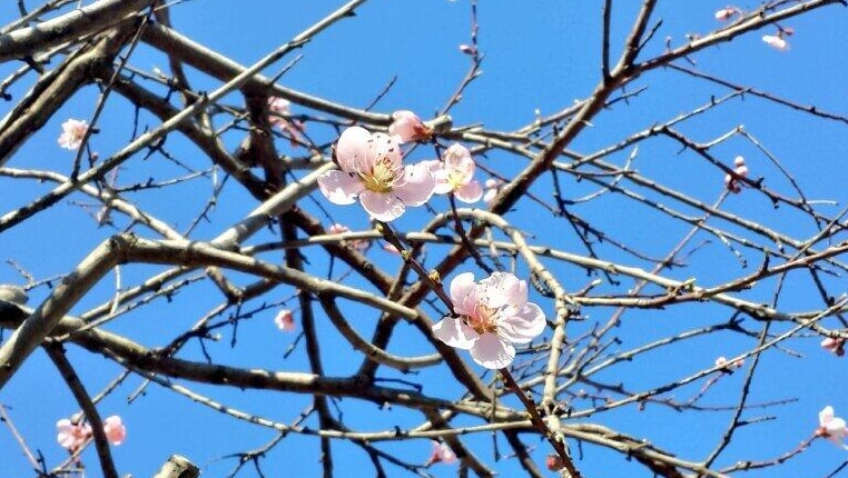 Canberra's nectarine blossoms.