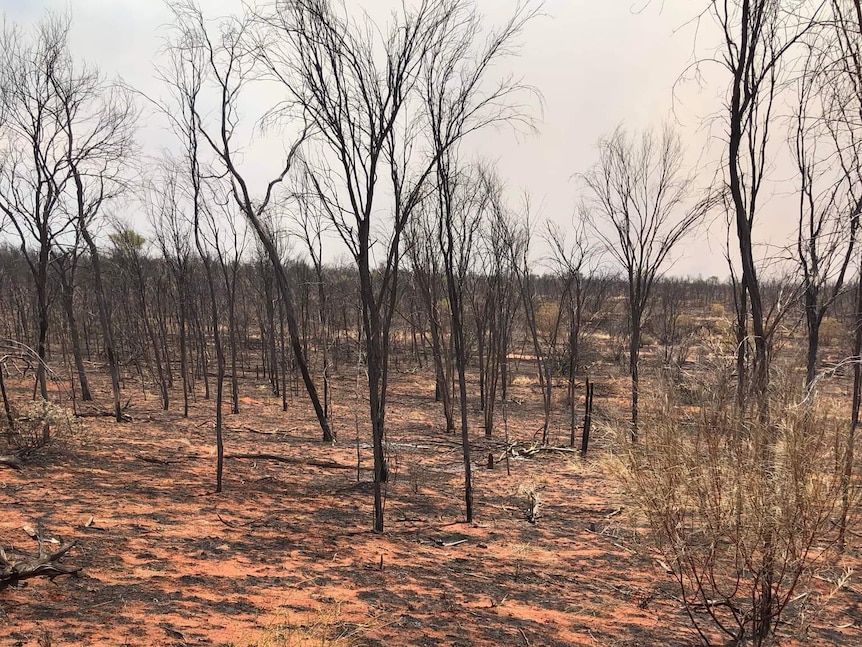 Blackened trees stand on red dirt