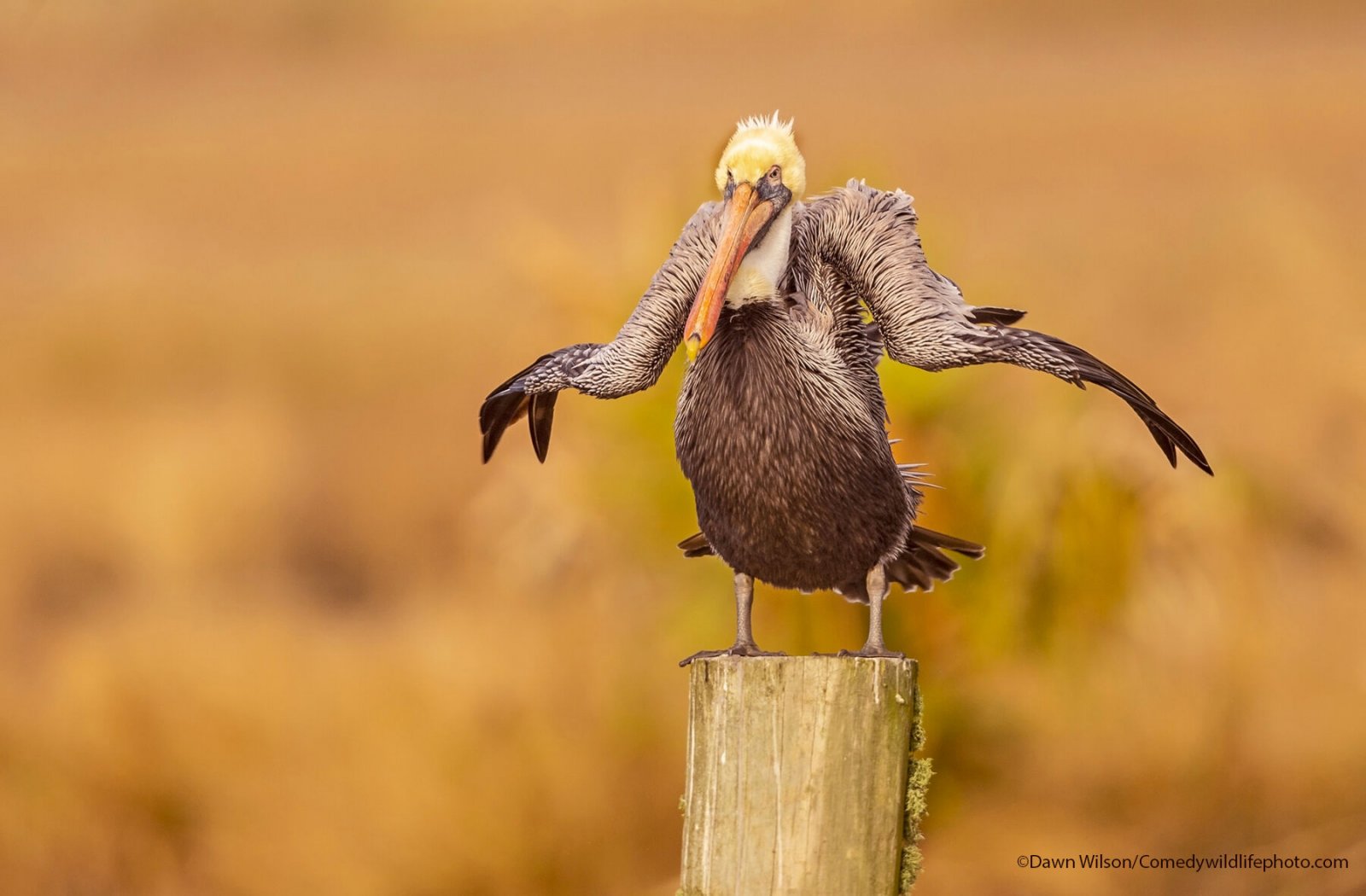 A pelican looks like it is shrugging while standing on a post.