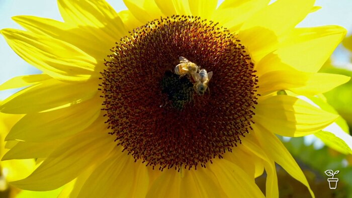 Large sunflower with two bees collecting pollen