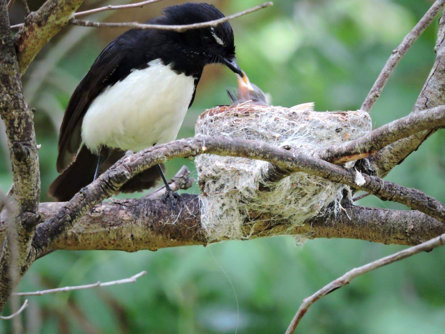 Ways to attract willie wagtails to your garden - ABC listen