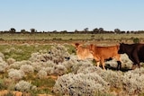 cattle graze on a green paddock