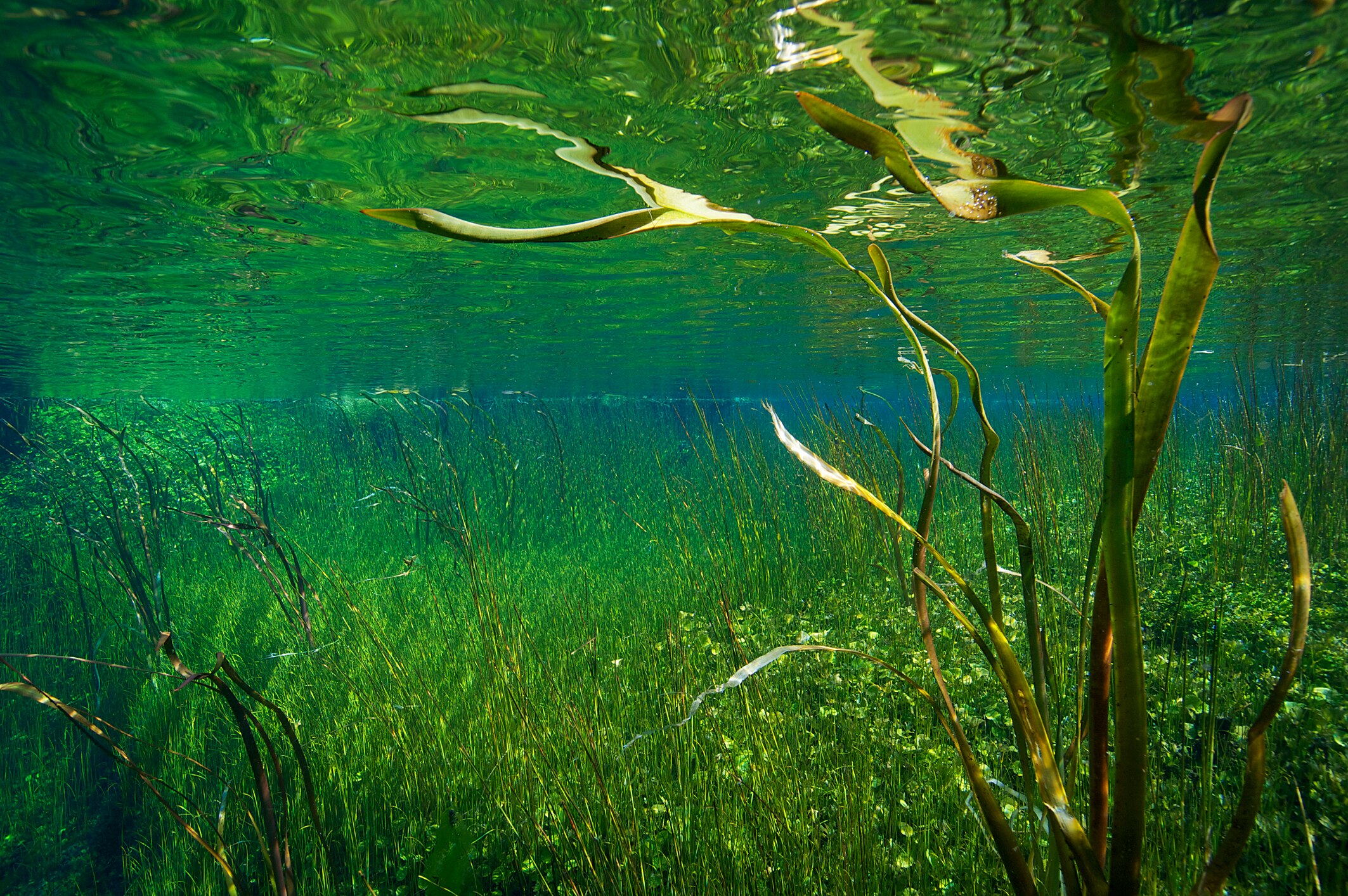 A flowy plant underwater.