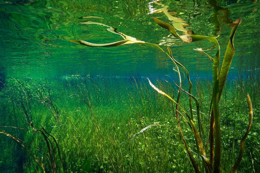 A flowy plant underwater.