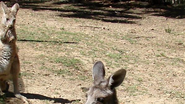 Calls for better protection for Walka Water Works kangaroos.