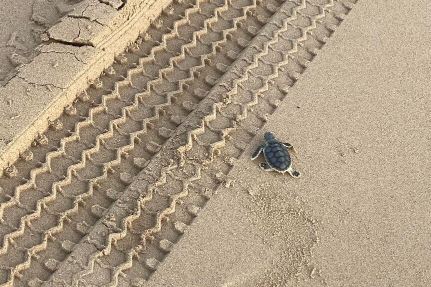 A small turtle and a car tyre track.
