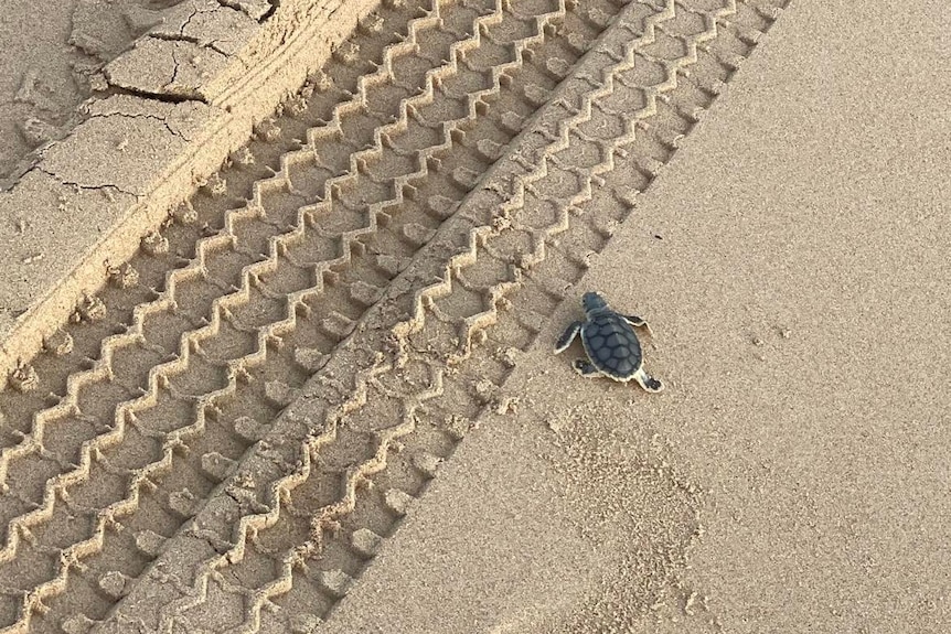 A small turtle and a car tyre track.
