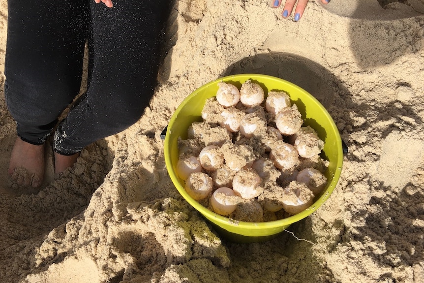 Turtles eggs in a bucket on a beach at Bribie Island