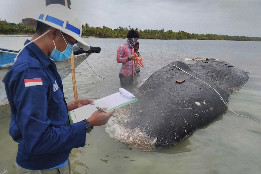 A man with a clipboard studies the carcass of a whale.