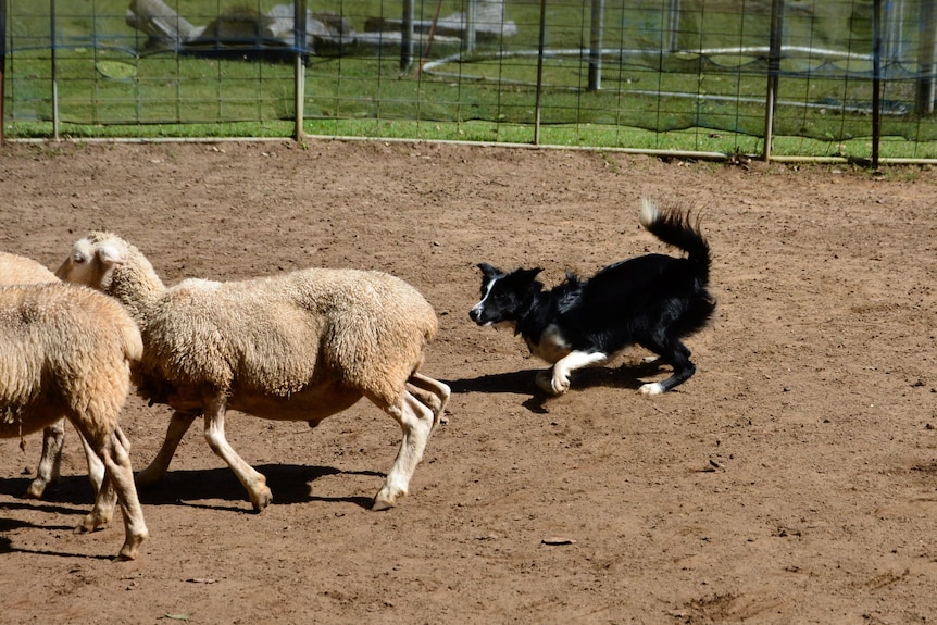 A border collie chasing sheep.