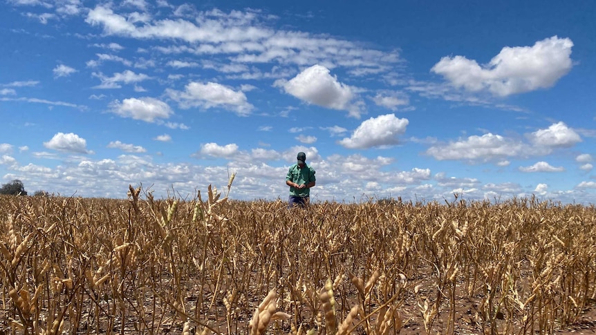 A man in a green shirt standing in a paddock with hail stones on the ground.