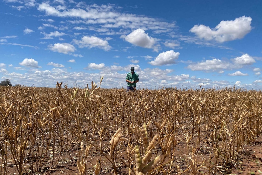 A man in a green shirt standing in a paddock with hail stones on the ground.