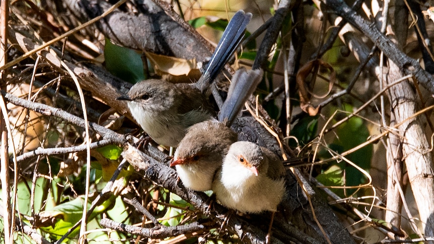 Three little birds sit on a branch in a line