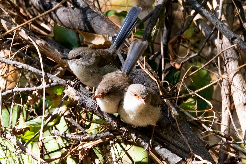 Three little birds sit on a branch in a line