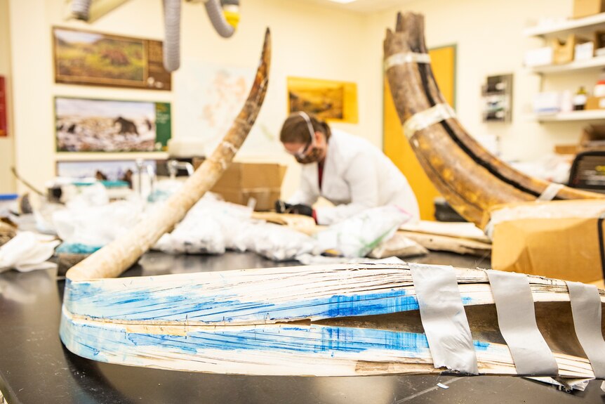 A split mammoth tusk in a lab with scientist in the background