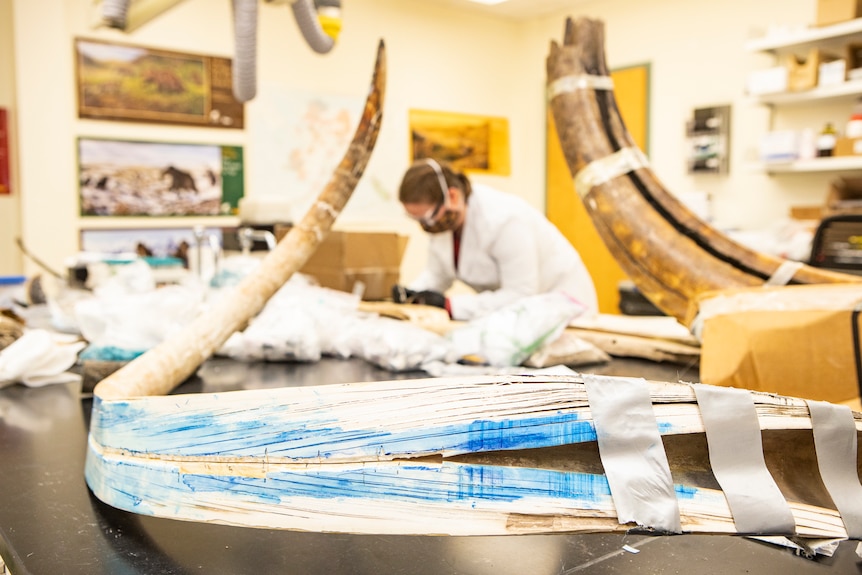 A split mammoth tusk in a lab with scientist in the background