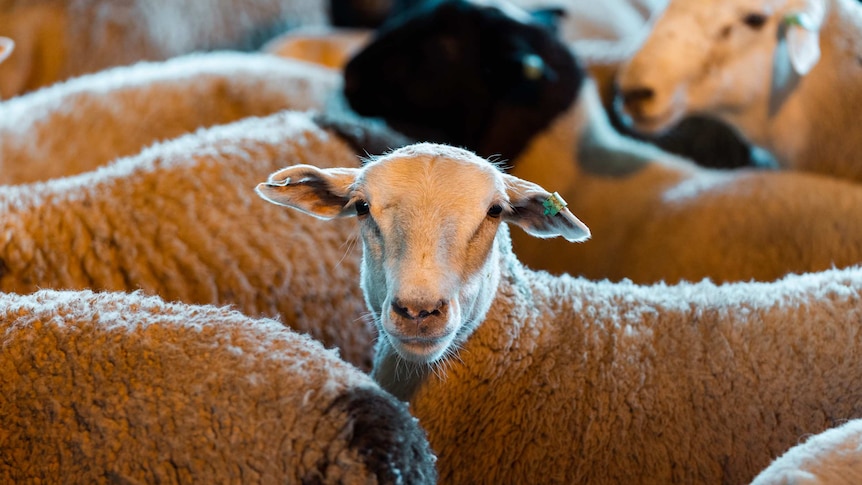A sheep looks at the camera, surrounded by other sheep.