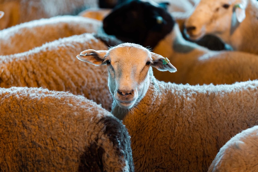 A sheep looks at the camera, surrounded by other sheep.
