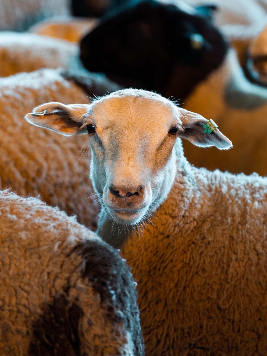 What will happen to the $136 million live sheep industry now Labor has won?