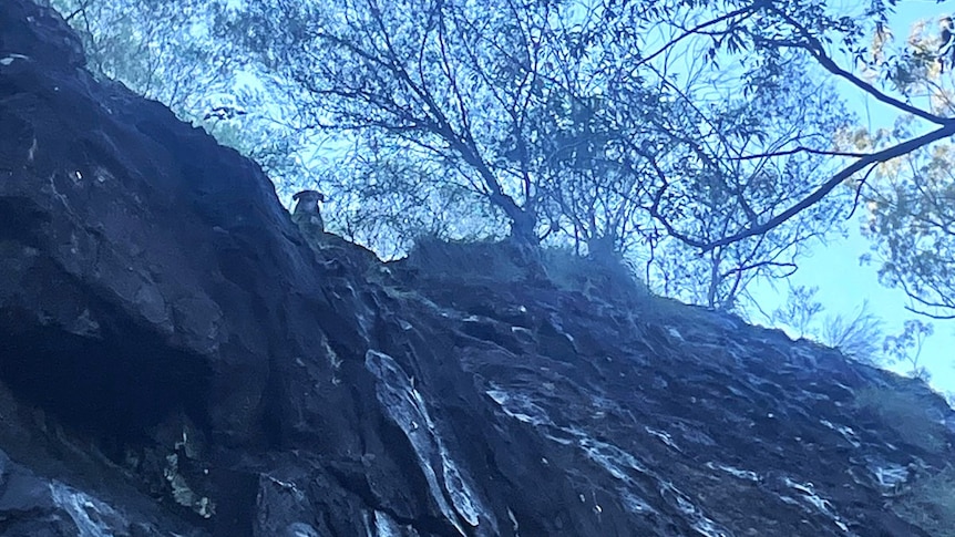 Dog looks down from a rocky ledge