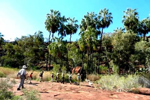 A group of ten skinny palms ranging from 10 to 30 metres high.