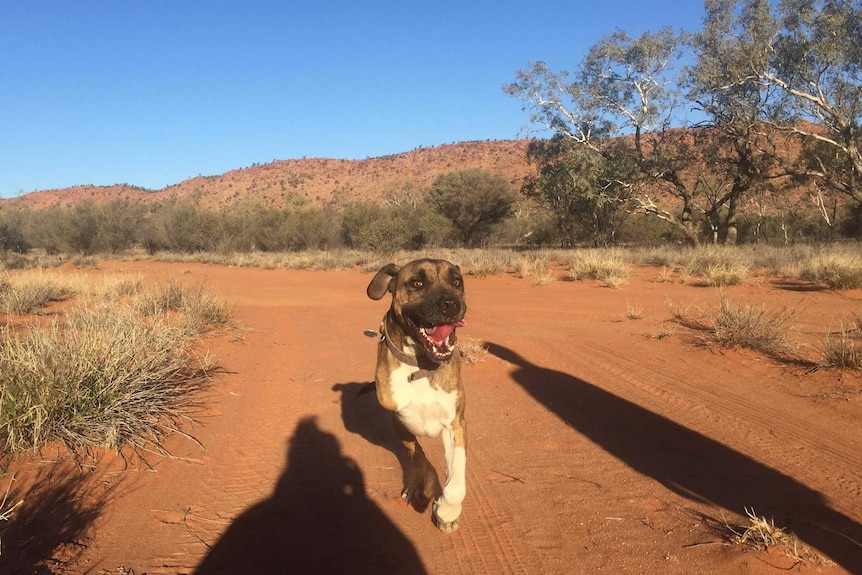 Noah the three-legged dog runs along in the dirt