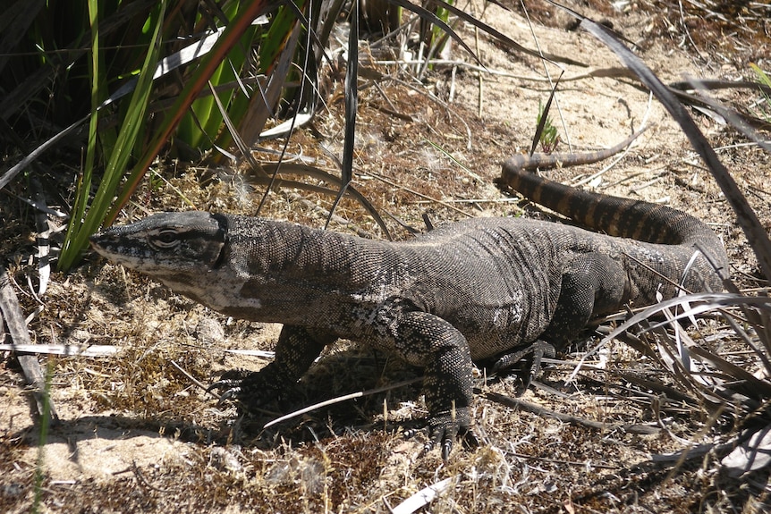 large adult goanna in the bush on sticks, grass, sandy ground