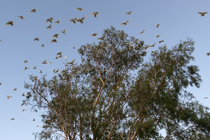 Corrella flock