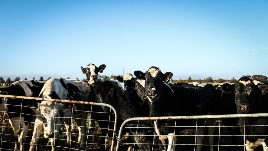 dairy cattle wait by a gate to be fed