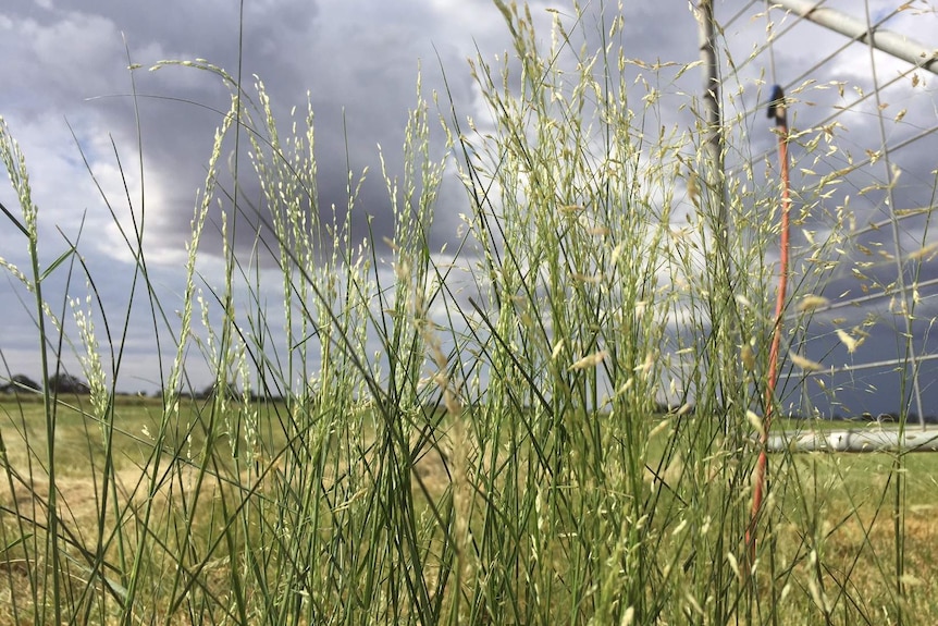 Teff growing in a gateway in the Goulburn Valley