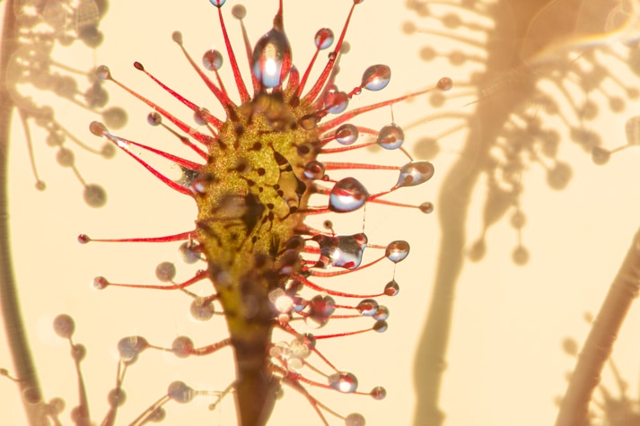 A closeup of a sundew carnivorous plant.