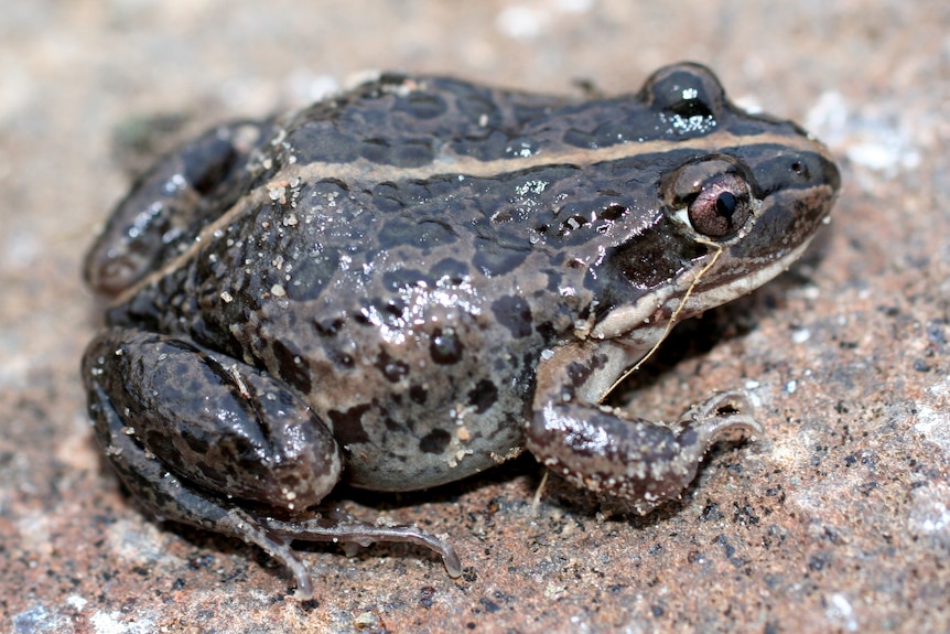A dark brown frog with black spots.