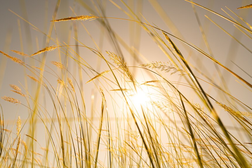 A photo of dry yellow grass with sun shining in the background.
