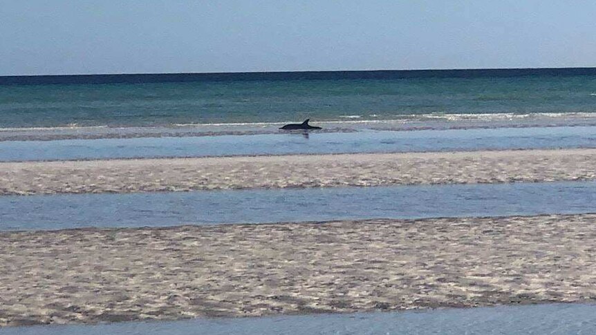 A dolphin sits in beached in the shallows of a beach. The body is a small black silhouette against a bright blue background.