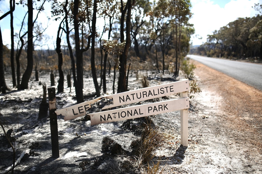 A burnt out sign surrounded by charred trees on a roadside