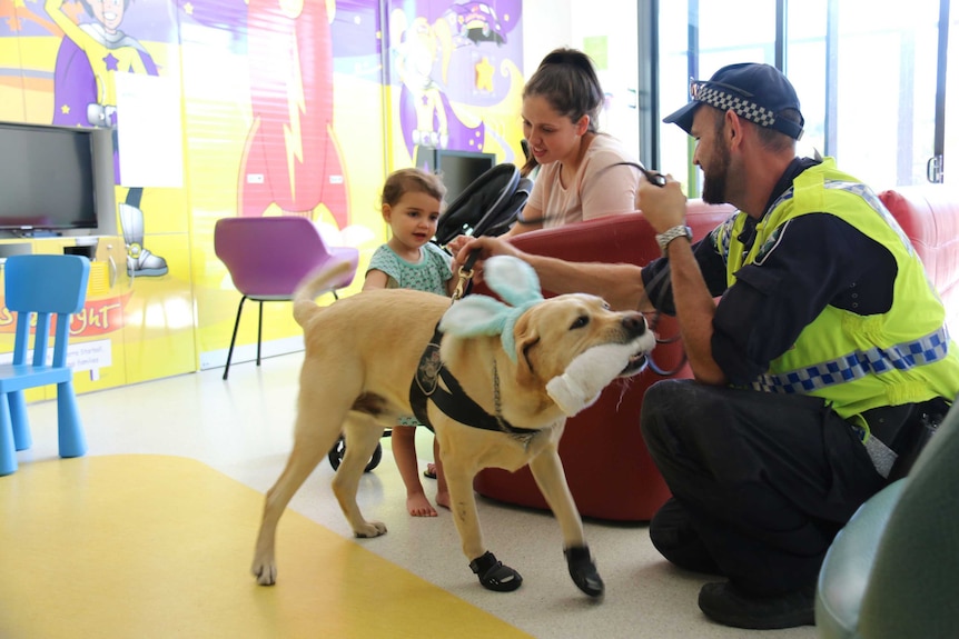 Jeff the AFP dog at the Canberra Hospital.