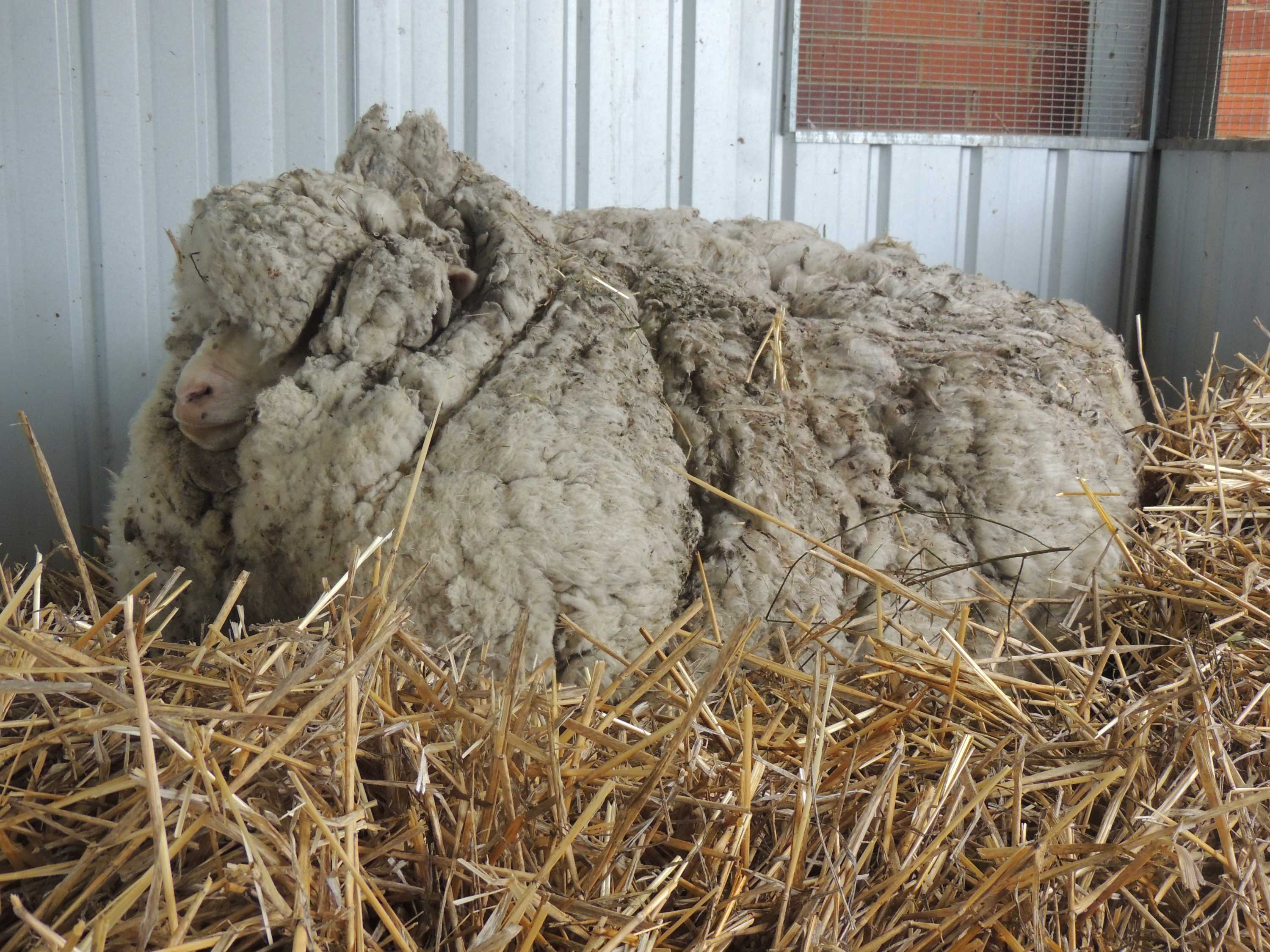 Wool world record: 40kg fleece shorn off overgrown sheep in